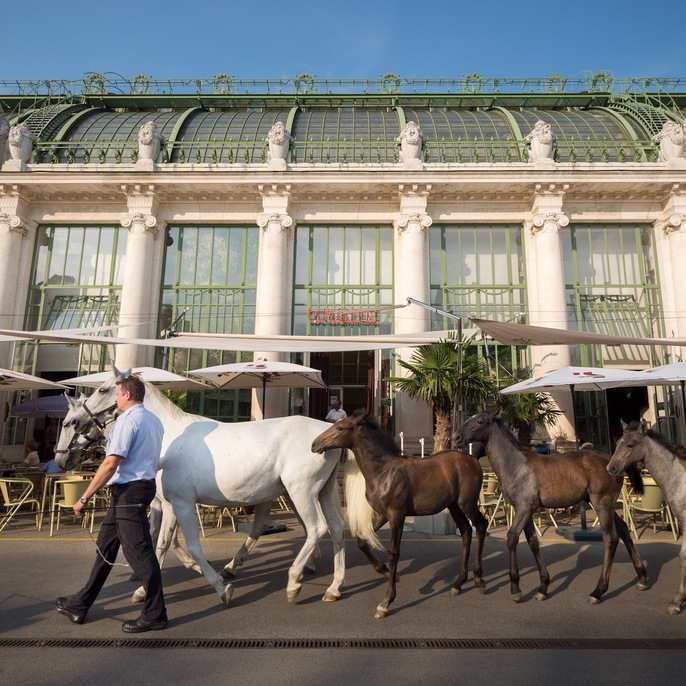 Brasserie Palmenhaus Wien, photo 4